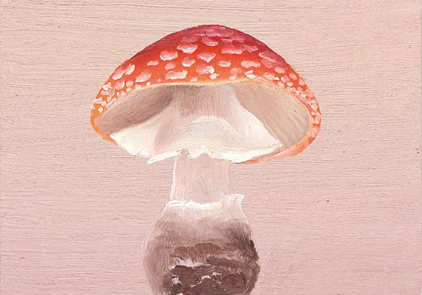 Fliegenpilz_13.jpg width='300'