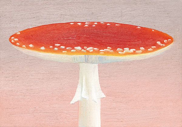Fliegenpilz_9.jpg width='300'