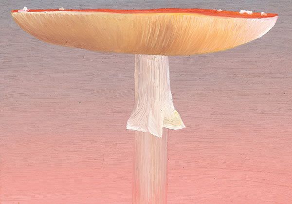 Fliegenpilz_3.jpg width='300'