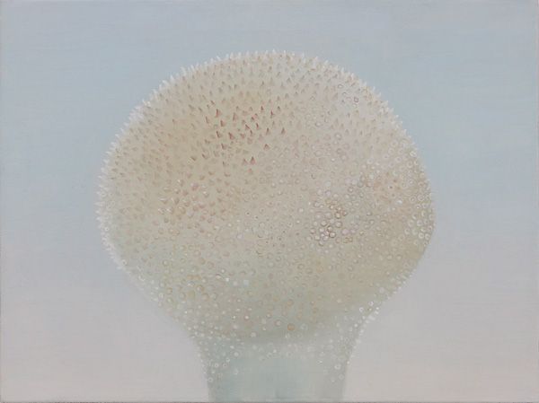 bovist.jpg width='300'